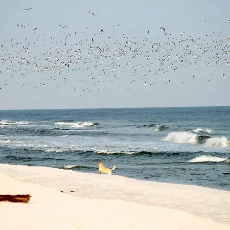 Apartment White Pearl 2.05 *